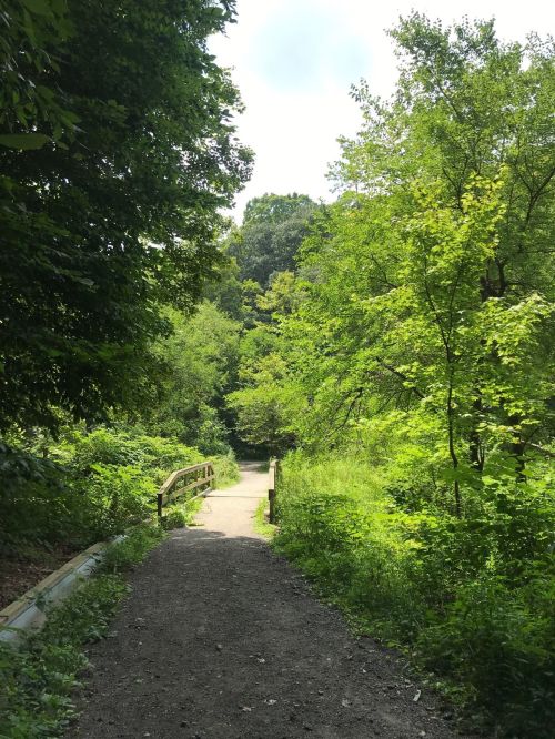 A winding path through a lush green forest, flanked by trees and foliage under a bright sky.
