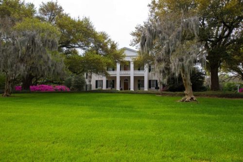 A grand white house with a porch, surrounded by lush green grass and trees draped in Spanish moss. Pink flowers in the foreground.