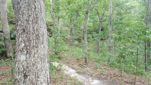 A wooded trail surrounded by tall trees and lush green foliage in a serene forest setting.