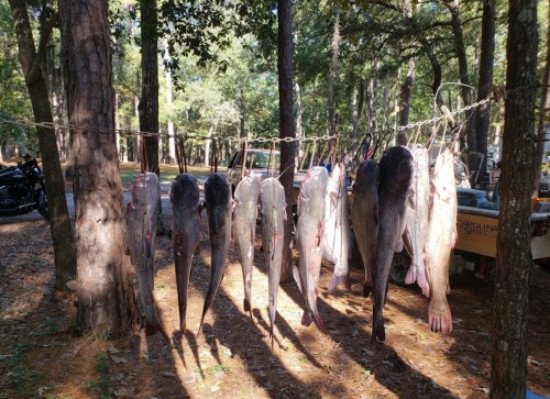 A row of large fish hanging from a line in a wooded area, with trees and a motorcycle in the background.