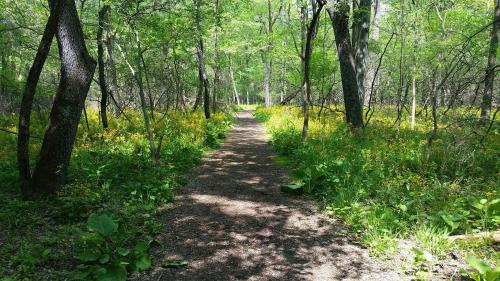 A serene forest path surrounded by lush greenery and blooming yellow flowers on either side.