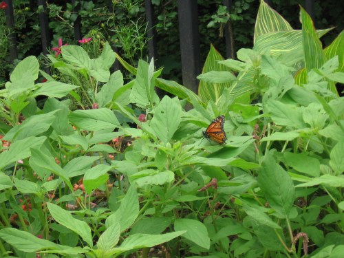 A butterfly rests on lush green plants in a garden, surrounded by vibrant foliage and flowers.