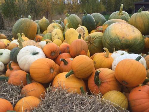 A colorful assortment of pumpkins in various shapes and sizes, resting on hay in an autumn setting.