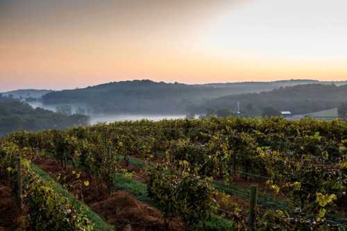 A serene vineyard at sunrise, with misty hills in the background and rows of grapevines stretching into the distance.