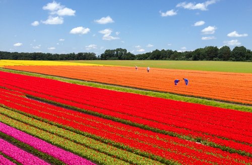 Vibrant fields of tulips in various colors under a blue sky, with people tending to the flowers.