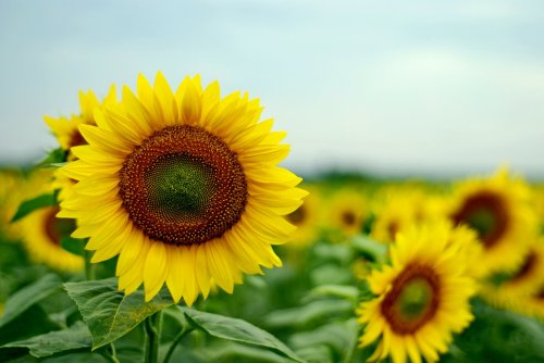 A close-up of a vibrant sunflower in a field, surrounded by other sunflowers under a cloudy sky.