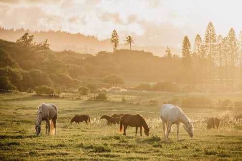 Horses grazing in a sunlit field with trees and hills in the background during golden hour.