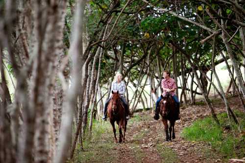 Two people on horseback ride through a tree-lined path, chatting and enjoying nature.