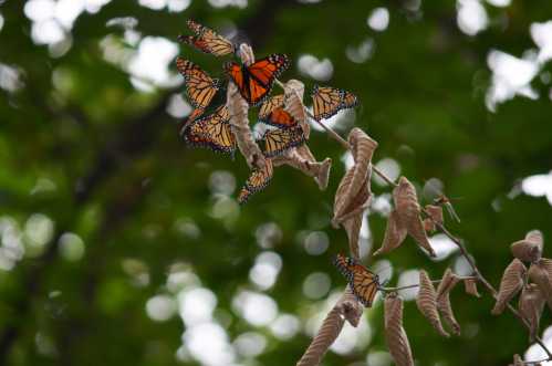 A cluster of orange and black butterflies resting on dried leaves against a blurred green background.