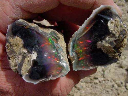 A hand holding two pieces of opal, showcasing vibrant colors and a glossy surface against a rocky background.