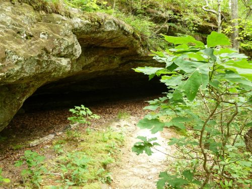 A rocky overhang surrounded by lush greenery and small plants, leading into a shaded area.