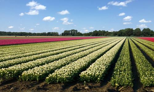 A vibrant field of tulips in rows, featuring white, pink, and green flowers under a blue sky with fluffy clouds.
