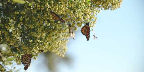 Monarch butterflies resting on clusters of small green flowers against a clear blue sky.