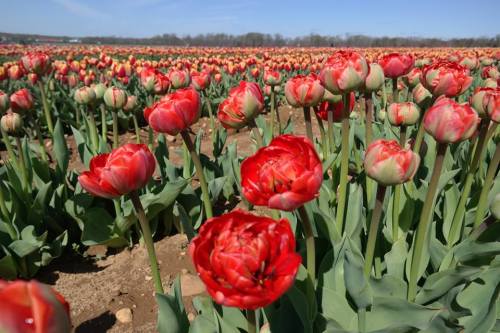 A vibrant field of red and pink tulips in full bloom under a clear blue sky.