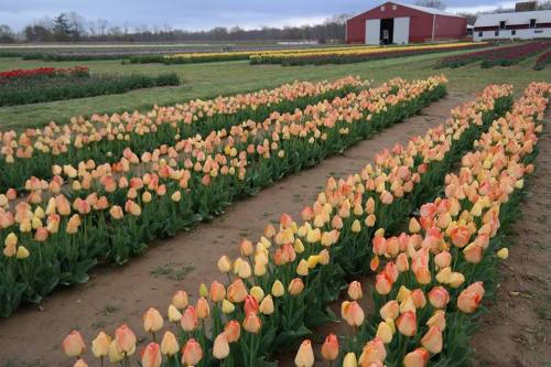 A vibrant field of blooming tulips in shades of yellow and orange, with a red barn in the background.