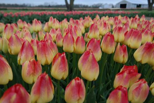 A vibrant field of yellow and pink tulips in full bloom, with a distant barn and trees in the background.