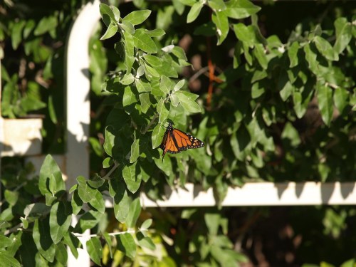 A monarch butterfly perched on green leaves near a white fence.