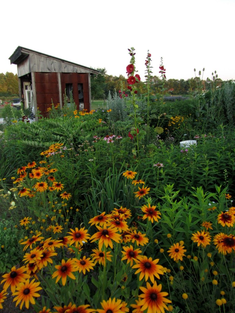 A Stroll Through Little River Flower Farm