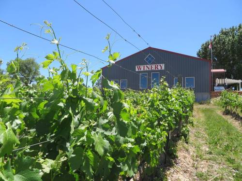 A winery building surrounded by lush green grapevines under a clear blue sky.