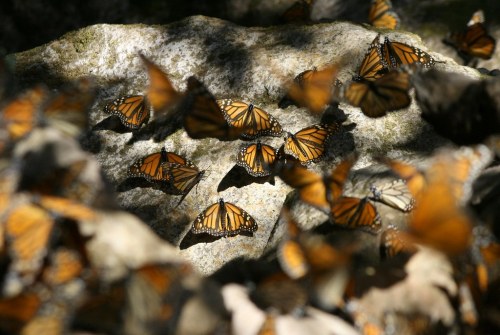 A cluster of orange and black monarch butterflies resting on a rocky surface, with some in flight around them.