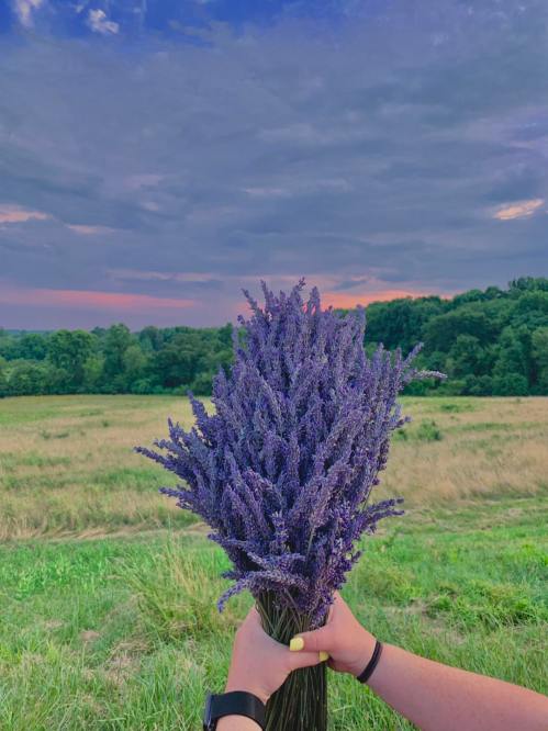A person holds a bouquet of lavender against a scenic backdrop of fields and a colorful sky at sunset.