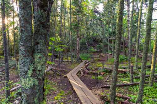 A wooden path winds through a lush, green forest with tall trees and dappled sunlight filtering through the leaves.