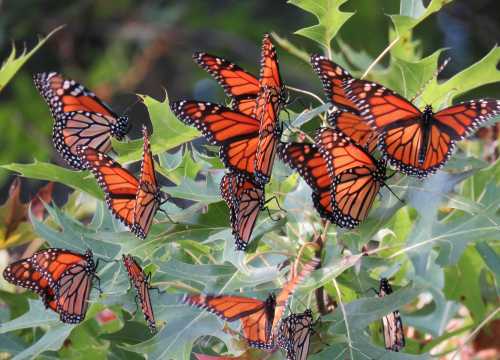 A cluster of vibrant orange and black monarch butterflies resting on green leaves.