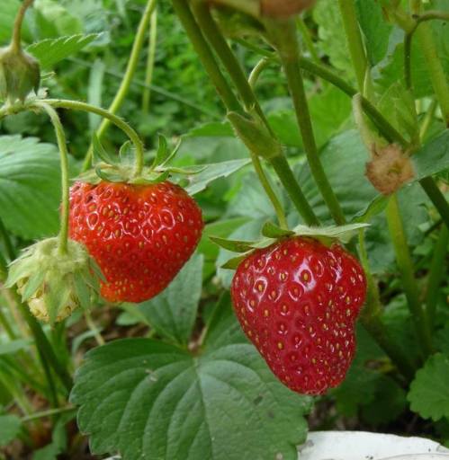 Two ripe red strawberries growing on a green plant, surrounded by lush green leaves.