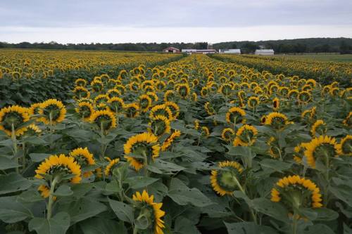 A vast field of sunflowers in full bloom, stretching towards the horizon under a cloudy sky.