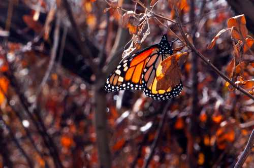 A vibrant monarch butterfly rests on dried leaves among branches, showcasing its orange and black wings.