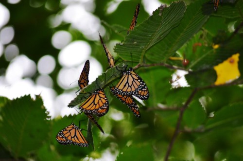 A cluster of orange and black monarch butterflies resting on green leaves, with a blurred background of foliage.