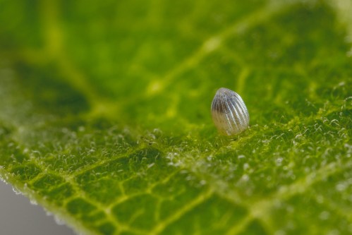 Close-up of a tiny, oval-shaped insect egg on a green leaf, showcasing fine ridges and a textured surface.