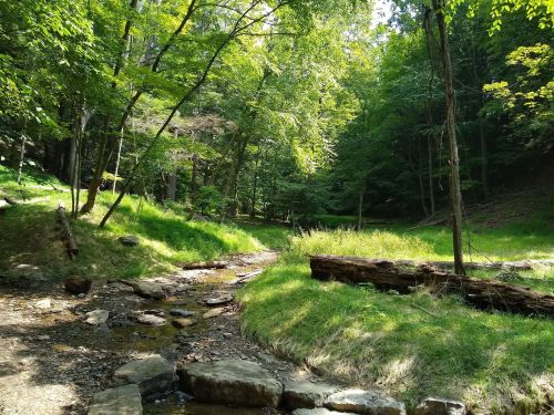 A serene forest scene with a winding stream, lush green grass, and trees under bright sunlight.