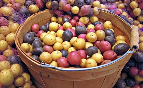 A wooden basket filled with a variety of colorful potatoes, surrounded by more potatoes in a market setting.