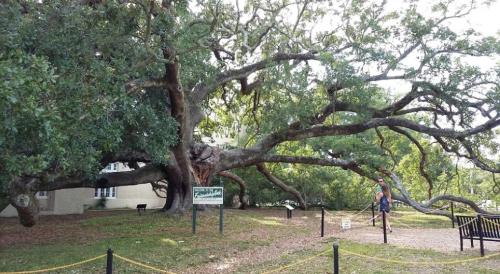 A large, sprawling tree with wide branches in a grassy area, near a building and a sign.