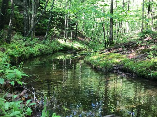 A serene forest scene featuring a calm, reflective stream surrounded by lush green foliage and trees.