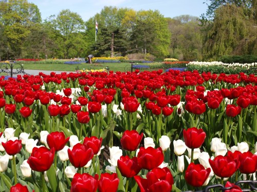 Sweeping field of red and white tulips in full bloom at Washington Park's Tulip Festival in Albany, NY.