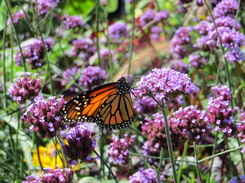 A vibrant monarch butterfly perched on purple flowers in a lush garden.