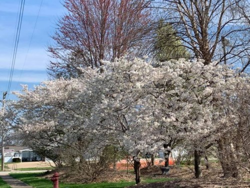 Blossoming cherry trees with white flowers in a sunny park setting, surrounded by greenery and blue sky.