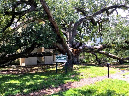 A large, sprawling tree with thick branches near a building, accompanied by a sign that reads "Family Tree."