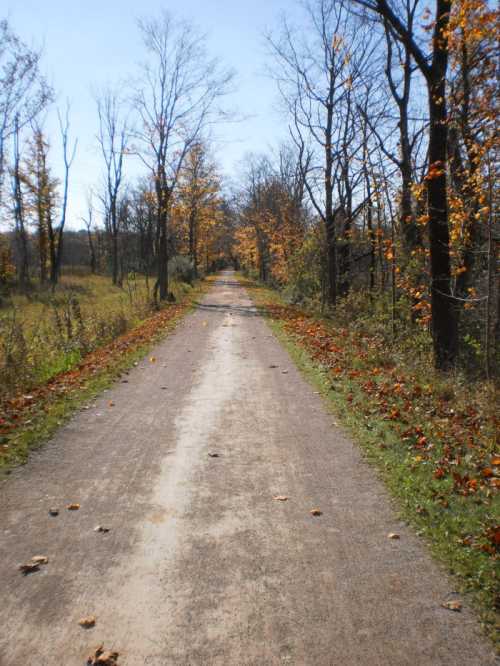 A dirt path lined with trees, showcasing autumn leaves, stretches into the distance under a clear blue sky.