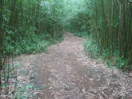 A narrow dirt path winding through a dense bamboo forest, surrounded by lush greenery.