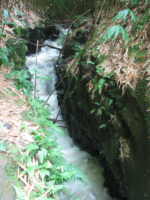 A narrow stream flows through a rocky gorge, surrounded by lush greenery and bamboo.