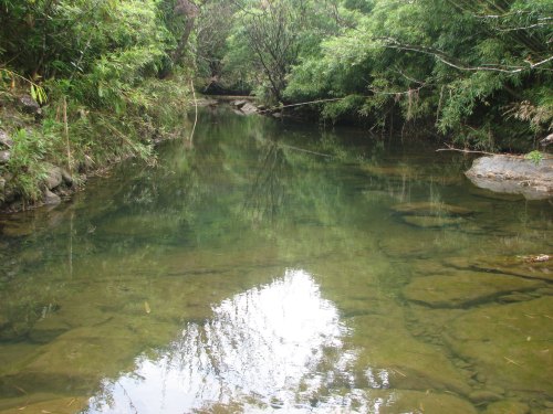 A serene river flows through a lush green forest, with clear water reflecting the surrounding trees.