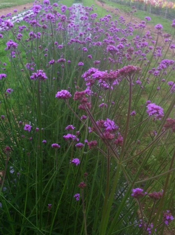 Fields Alive With Flavor And Fragrance