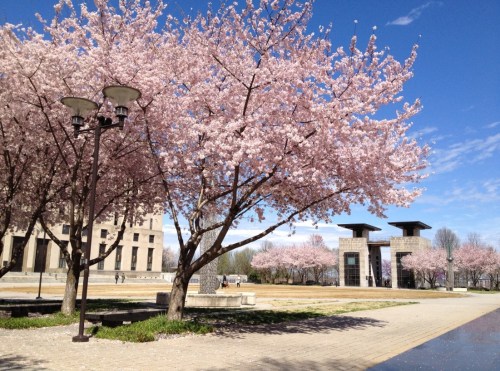 Cherry blossom trees in full bloom beside a pathway, with a clear blue sky and modern structures in the background.