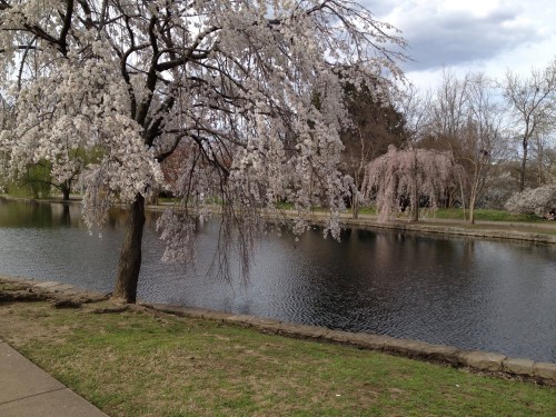 A serene park scene featuring a pond surrounded by blooming cherry blossom trees and a cloudy sky.