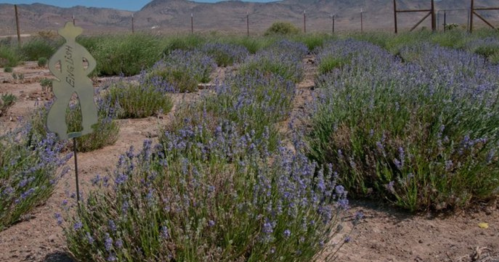 A lavender field with purple flowers and a decorative sign in the foreground, set against a mountainous backdrop.