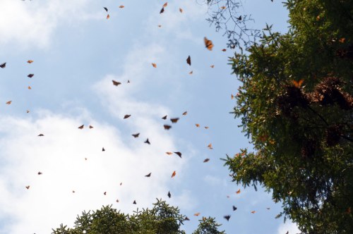 A sky filled with butterflies fluttering among green trees and clouds.
