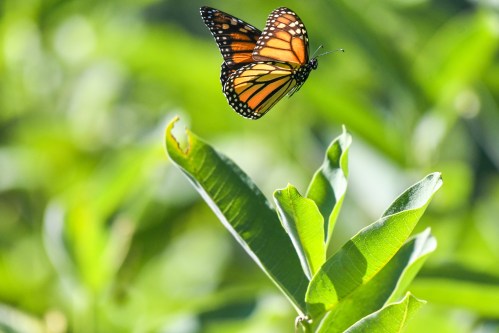 A monarch butterfly flutters above green leaves in a vibrant, sunny garden.